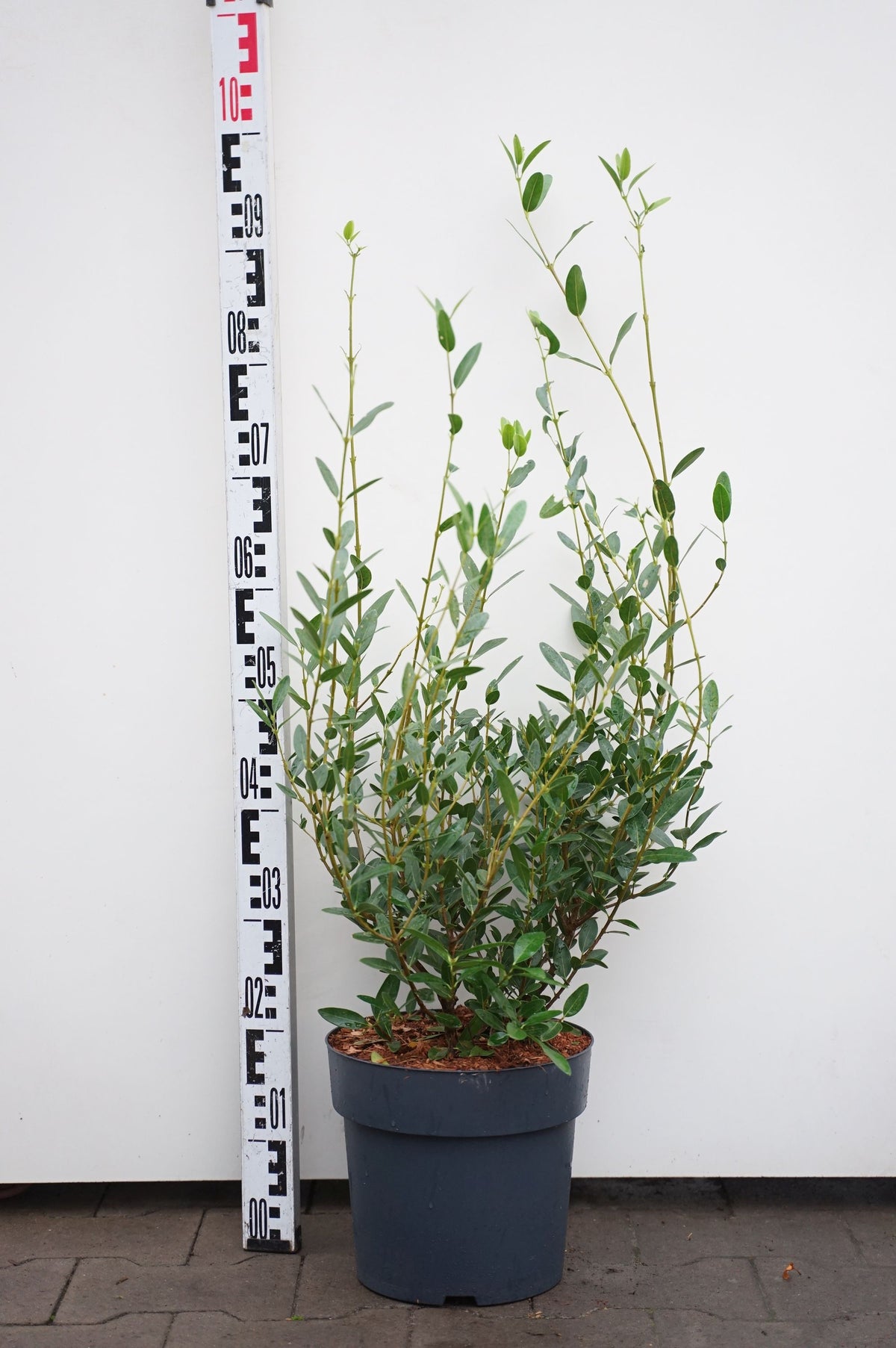 Phillyrea angustifolia &