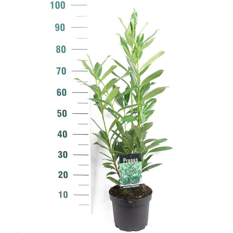 Prunus laurocerasus &