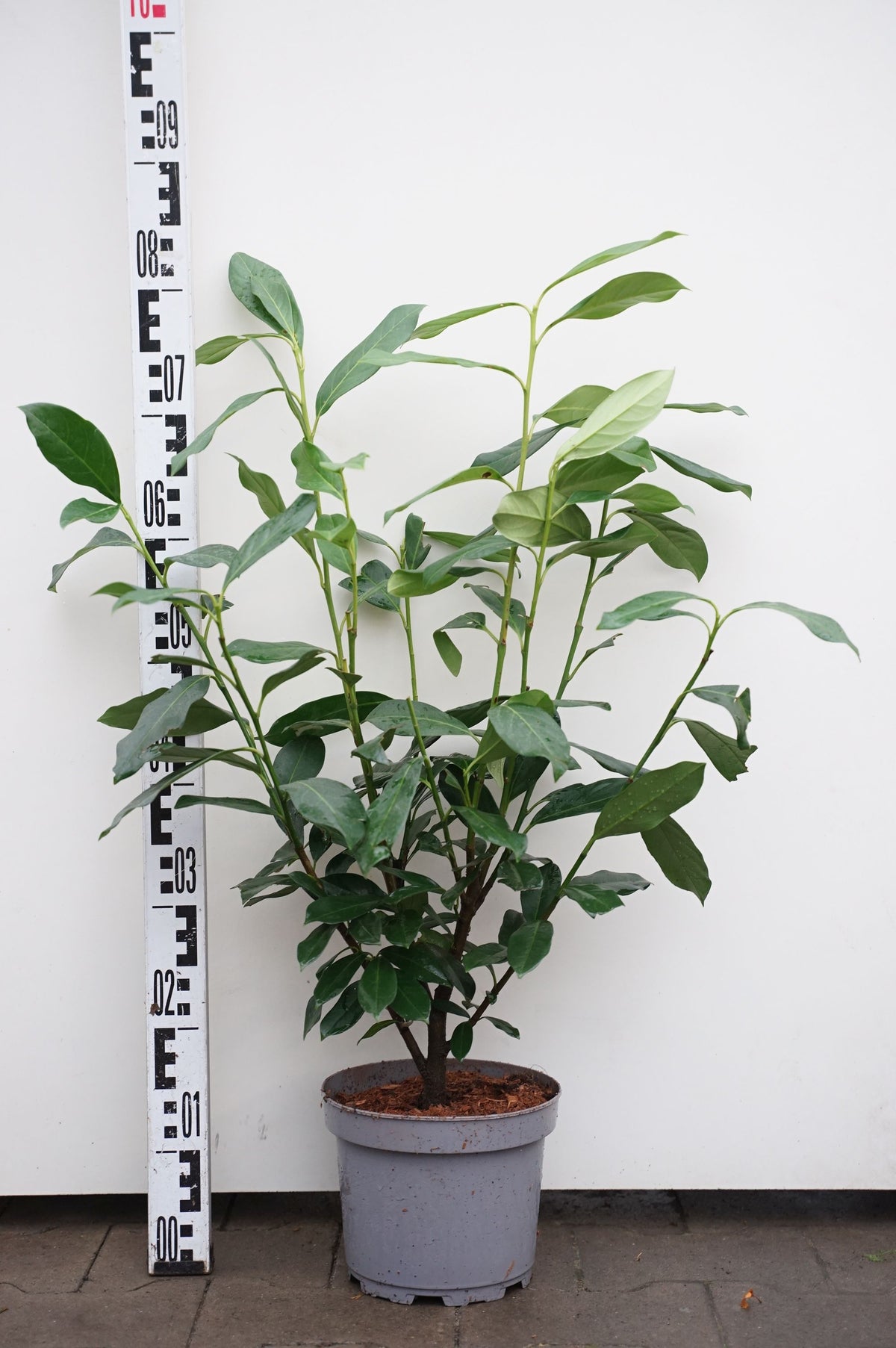 Prunus laurocerasus &