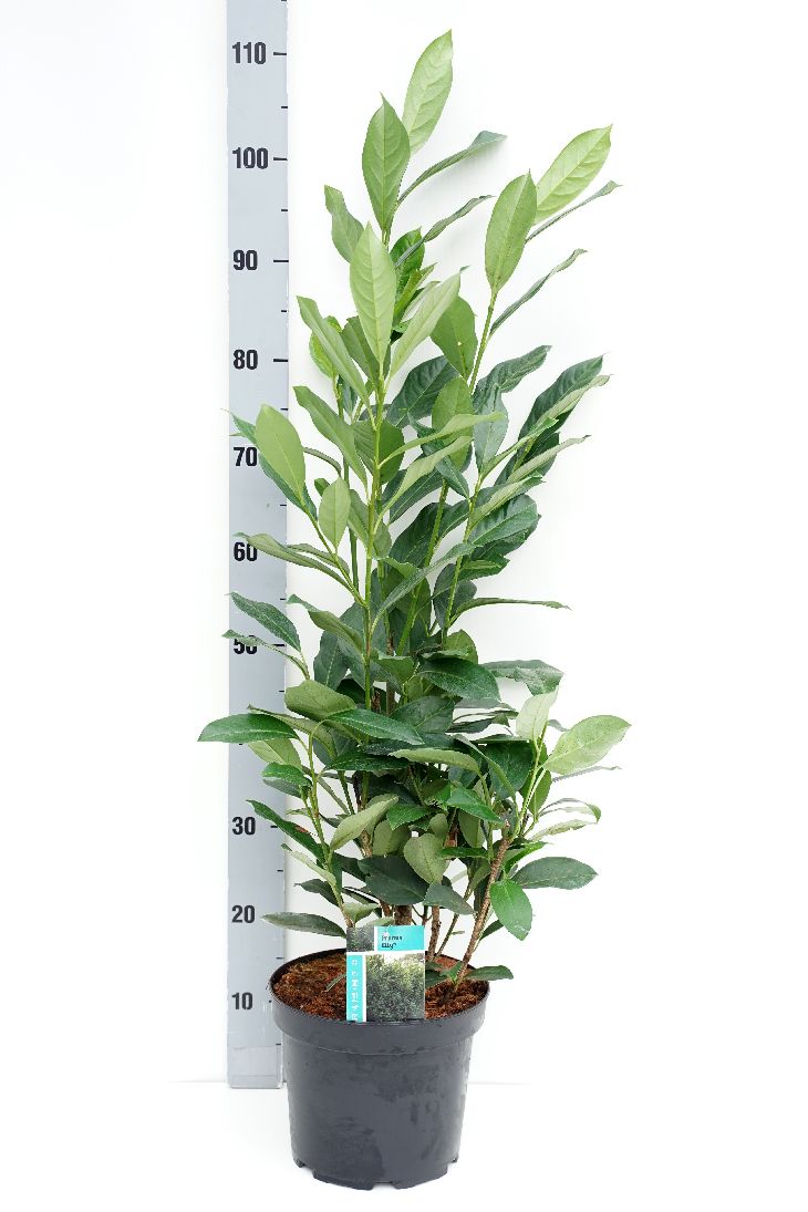 Prunus laurocerasus &