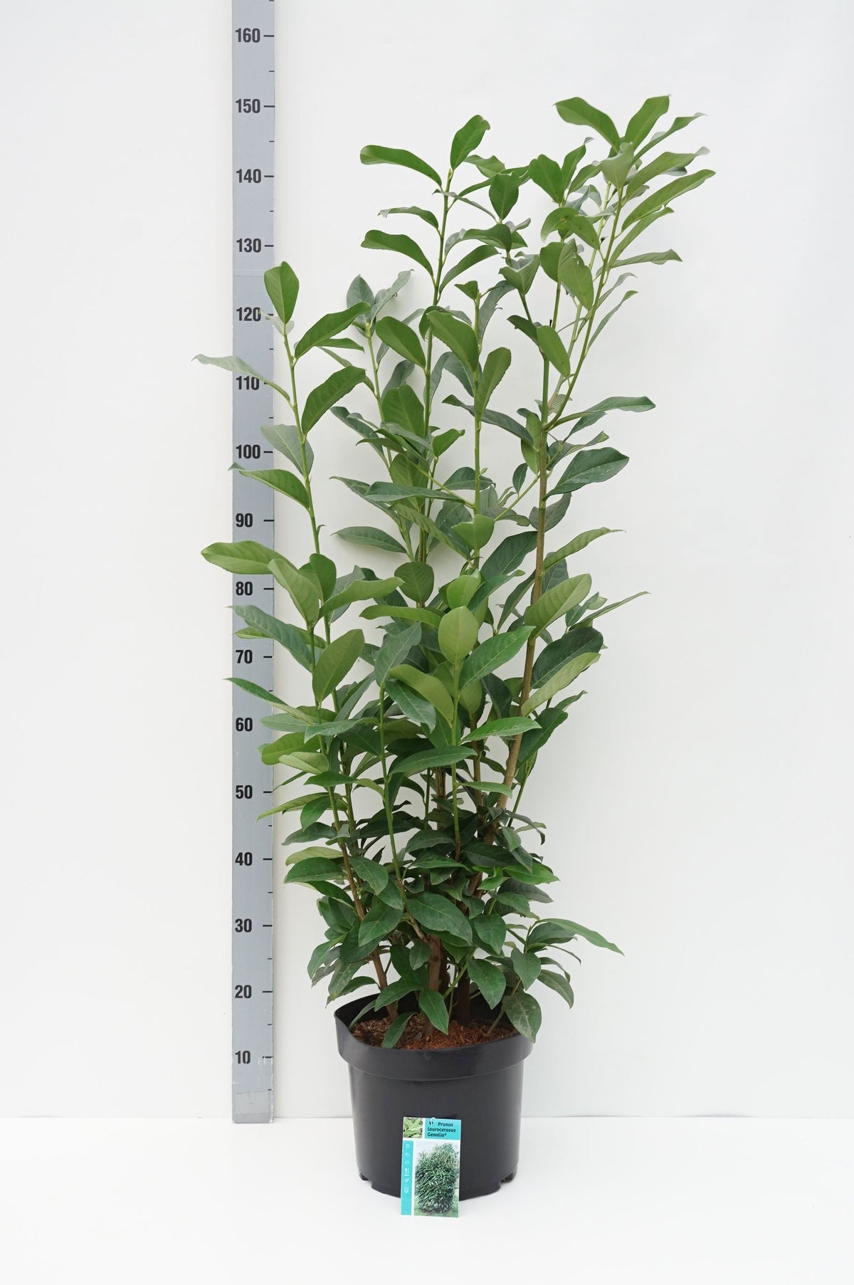 Prunus laurocerasus &