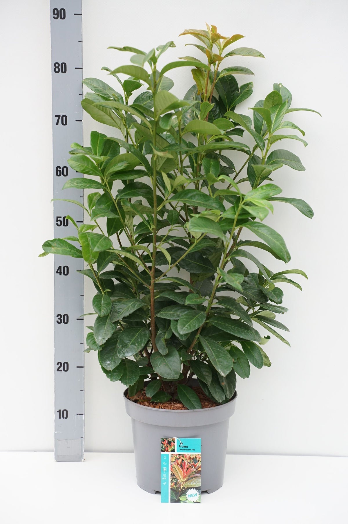 Prunus laurocerasus &