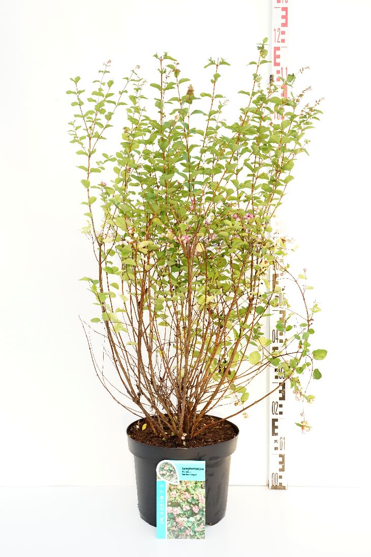Symphoricarpos d. &