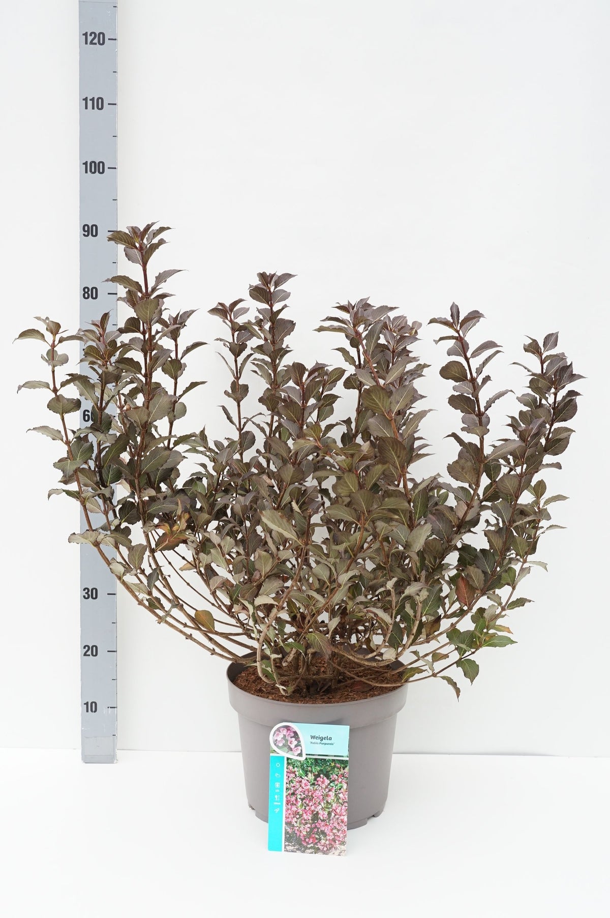 Weigela florida &