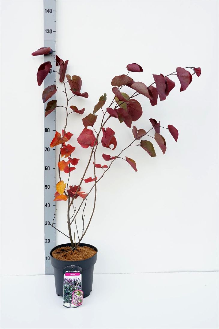 Cercis canadensis &
