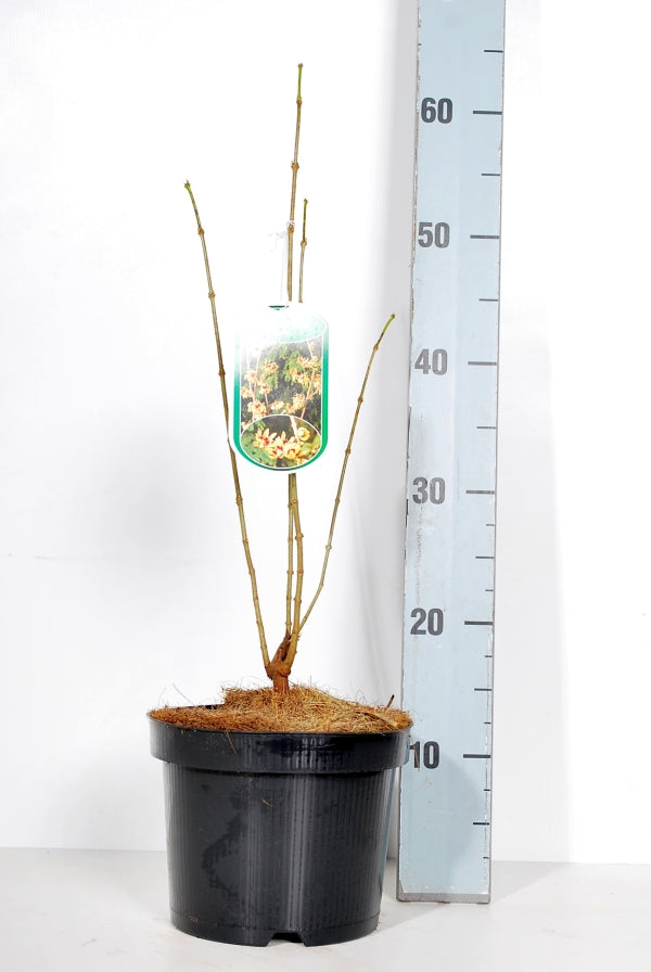 Chimonanthus praecox 30-40 cm, C3 (3 liters kruka)