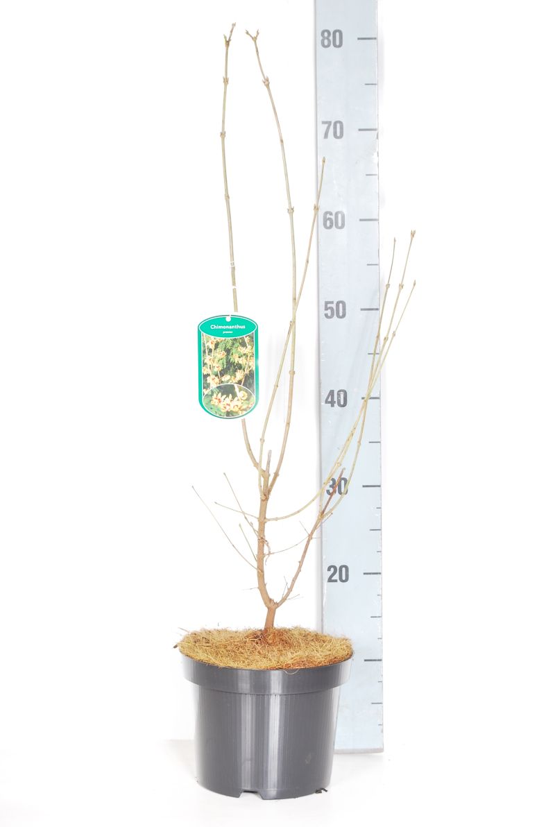 Chimonanthus praecox C3 (3 liters kruka) 40-60 cm