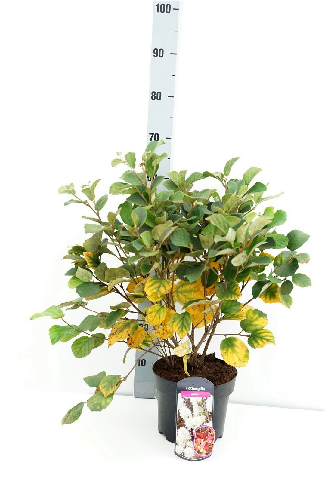 Fothergilla major C5 (5 liters kruka) 30-40 cm