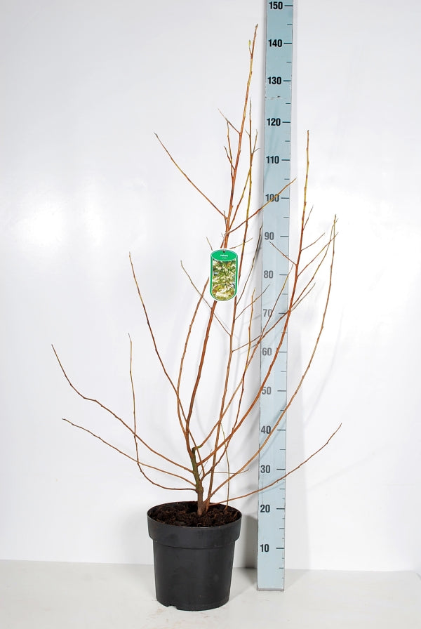 Halesia carolina C7 (7 liters kruka) 80-100 cm