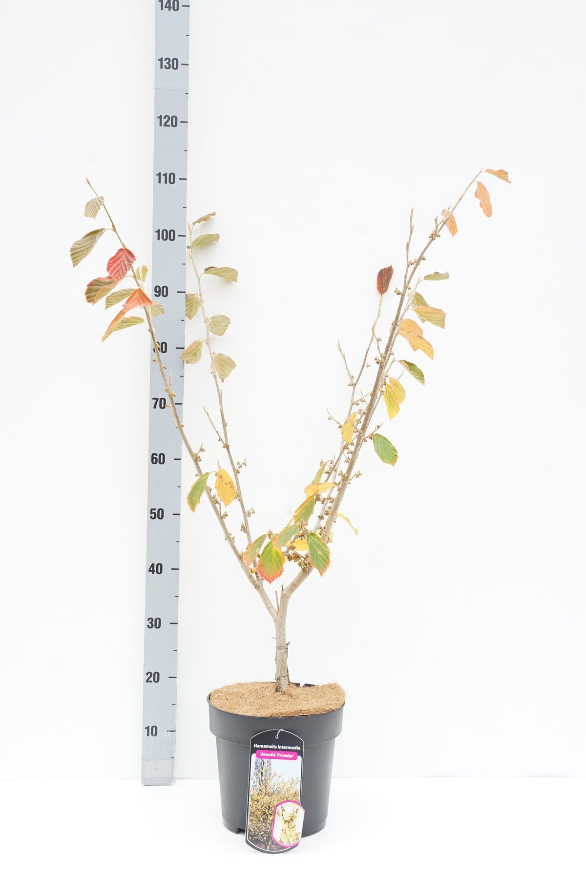 Hamamelis int. &