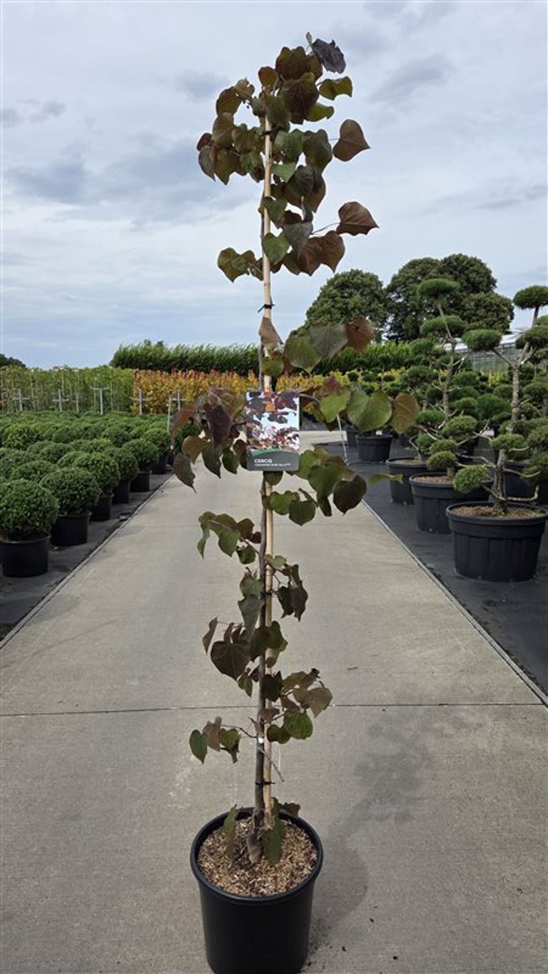 Cercis can. &