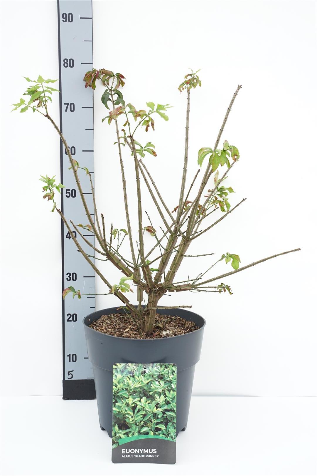 Euonymus alatus &