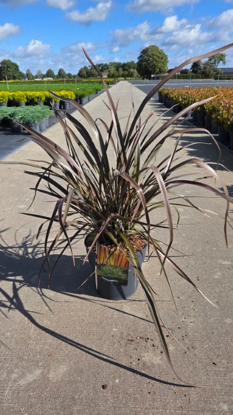 Phormium &