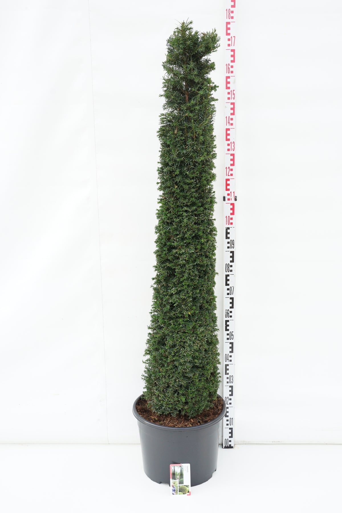 Taxus baccata C25 (25 liters kruka) 125-150 cm
