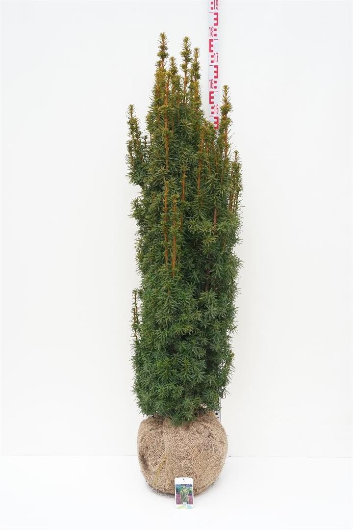 Taxus baccata &