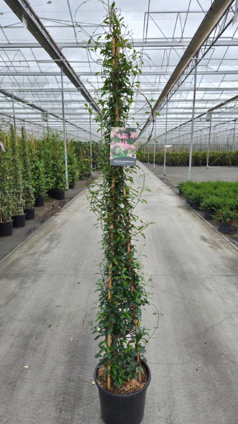 Trachelospermum jasminoides &