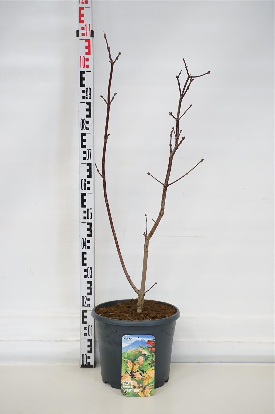 Acer japonicum &