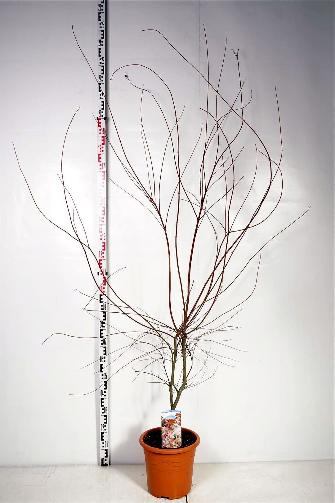 Acer palmatum &