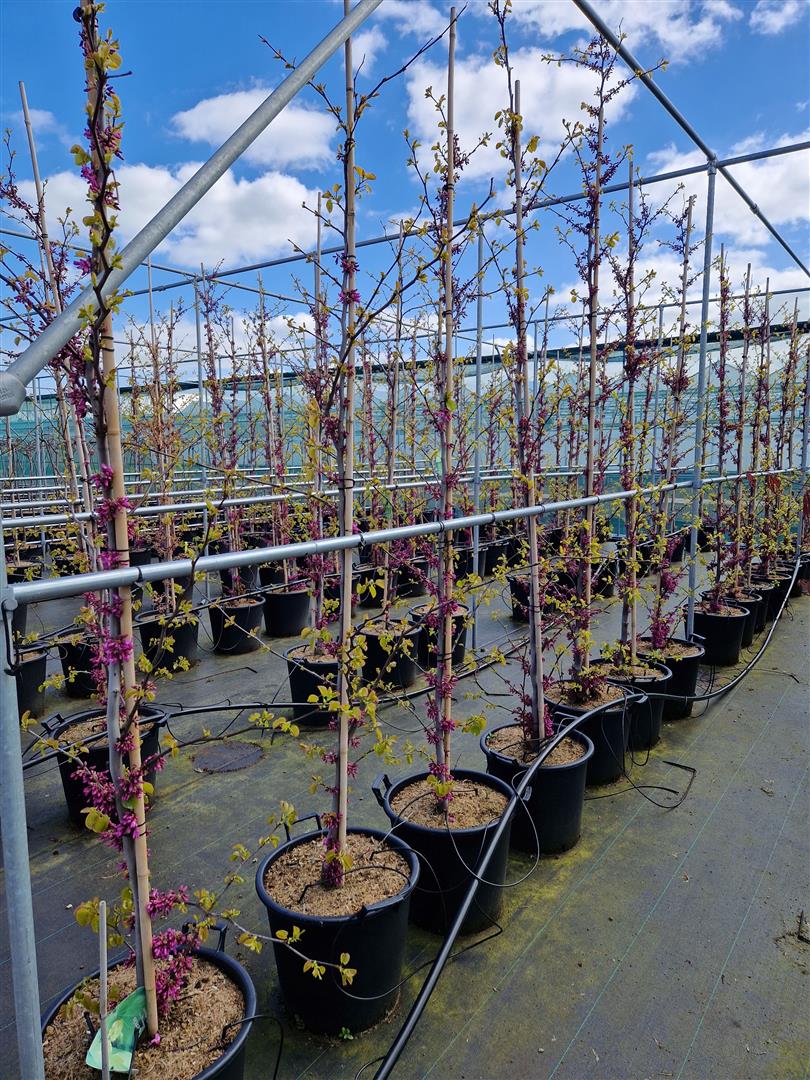 Cercis siliquastrum &