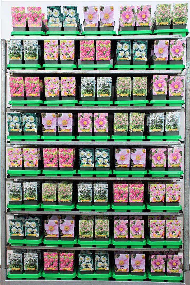 Anemone i sorter - 11 cm kruka