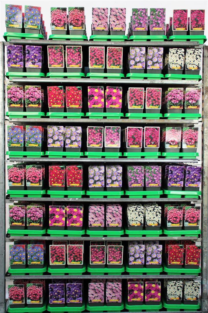 Aster i sorter 11 cm kruka