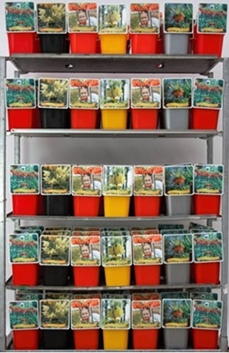 Fritillaria i olika sorter C5 (5 liters kruka) / 23 cm kruka