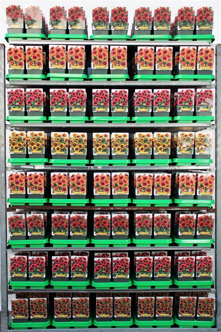 Gaillardia i sorter - 11 cm kruka