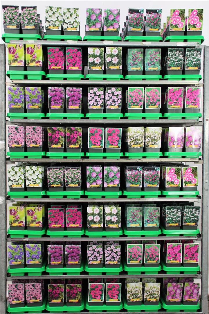 Geranium i sorter 11 cm kruka