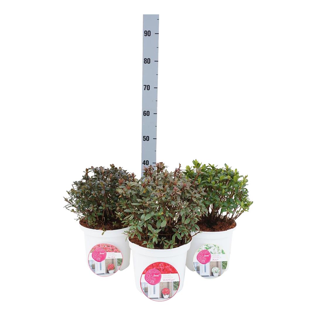 Rhododendron (AJ) i sorter, klot 30-40 cm C5 (5 liters kruka) / 23 cm kruka