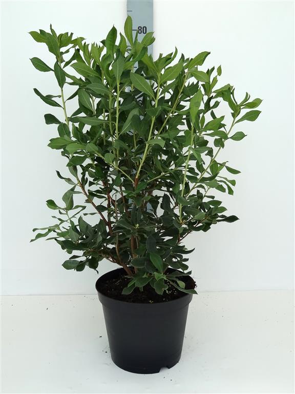 Rhododendron austrinum C5 (5 liters kruka) 30-40 cm