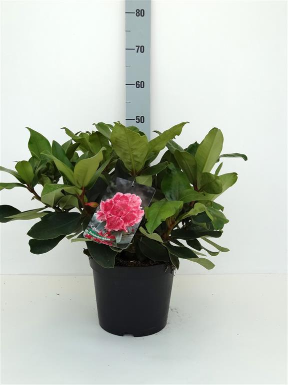 Rhododendron &