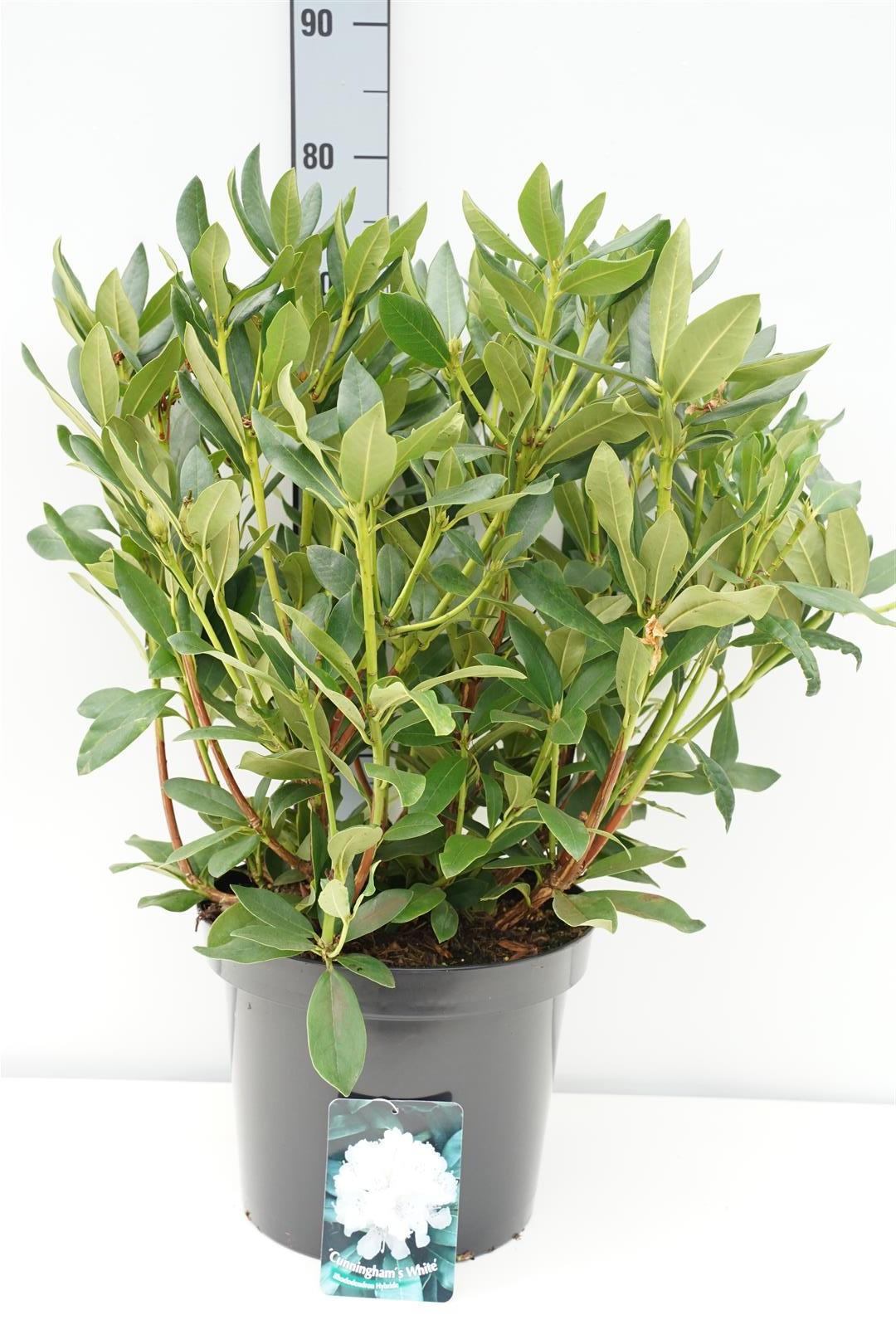 Rhododendron &
