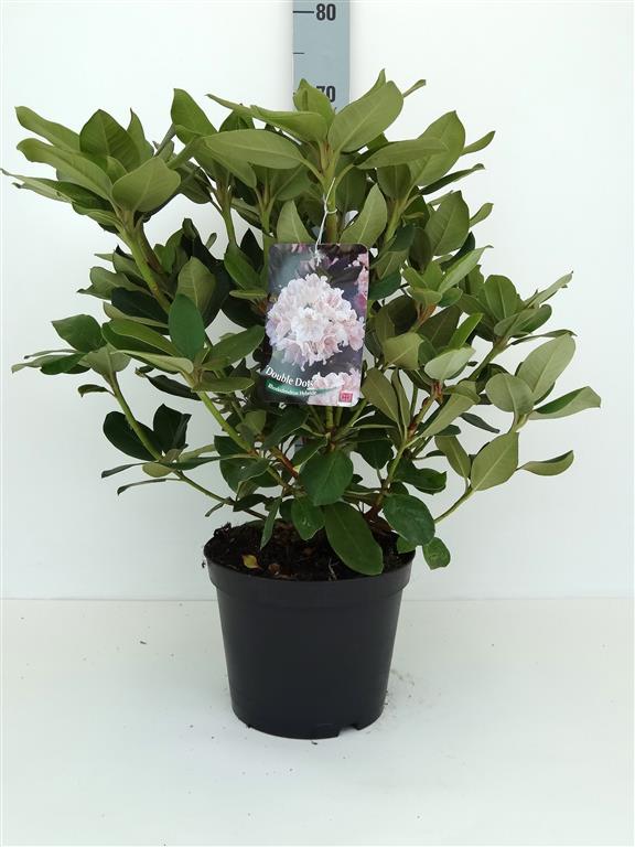 Rhododendron (T) &