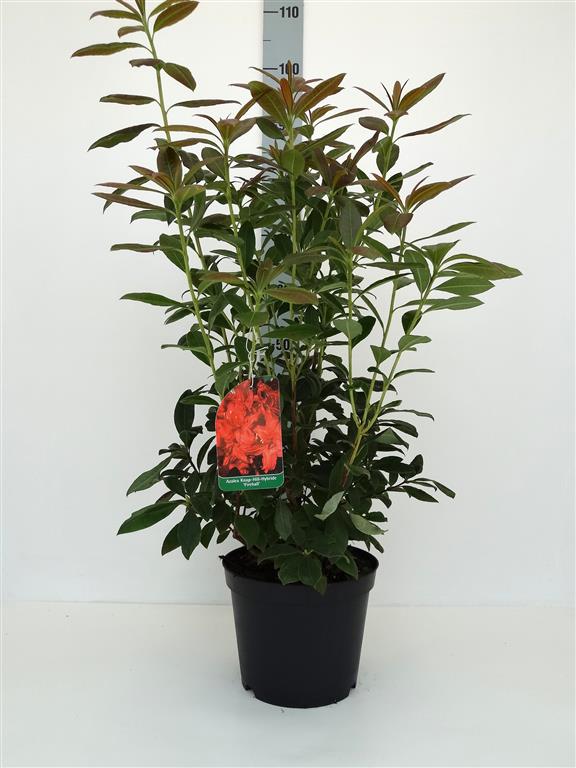 Rhododendron (AK) &