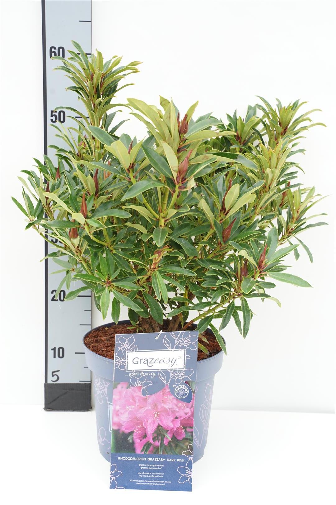 Rhododendron &
