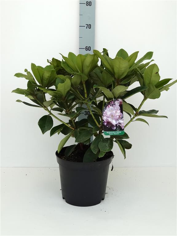Rhododendron &