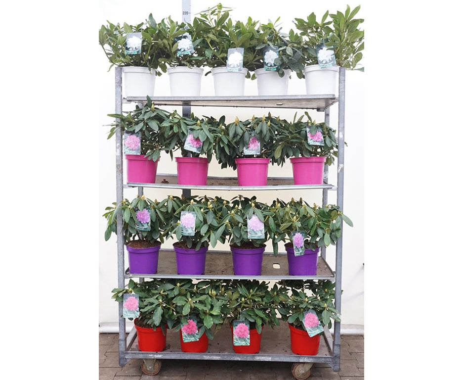 Rhododendron i sorter C5 (5 liters kruka) 30-40 cm Ton sur ton