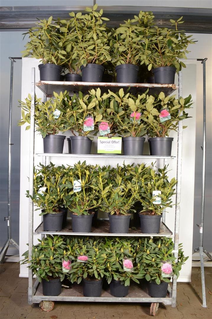Rhododendron i olika sorter, C5 (5 liters kruka), 30-40 cm