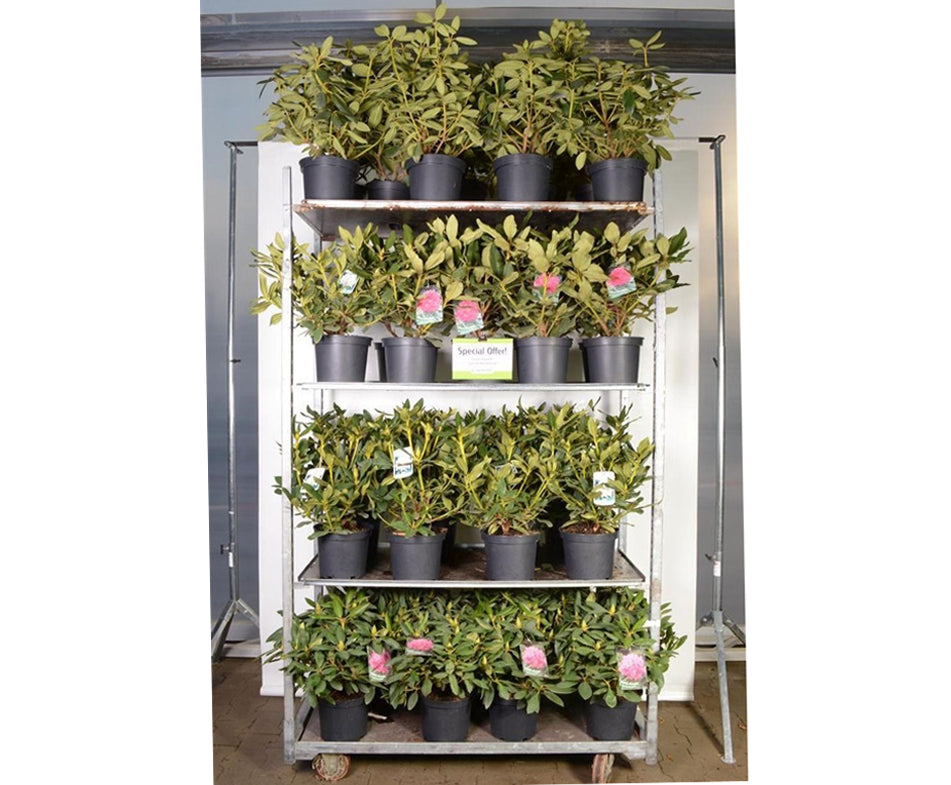 Rhododendron i sorter C5 (5 liters kruka) 30–40 cm