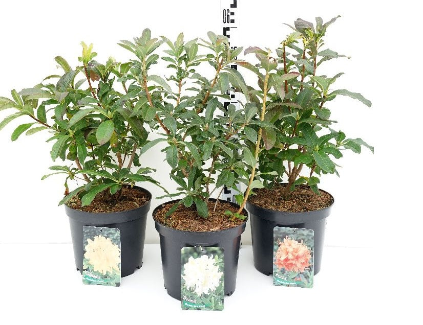 Rhododendron lut. in cultivars C5 (5 liters kruka) 30-40 cm