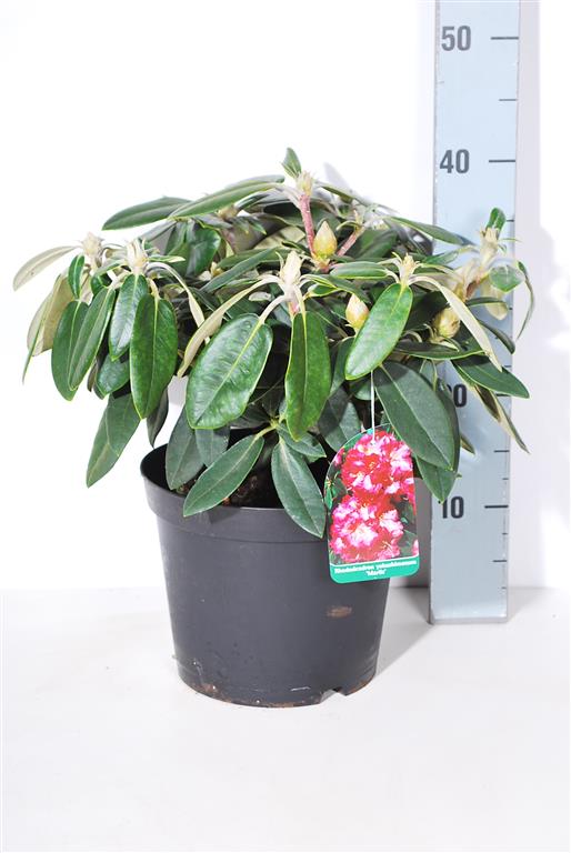 Rhododendron (Y) &