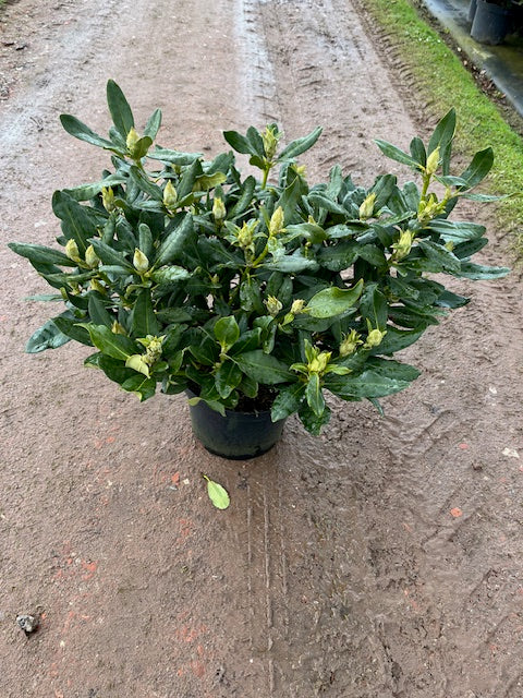 Rhododendron &