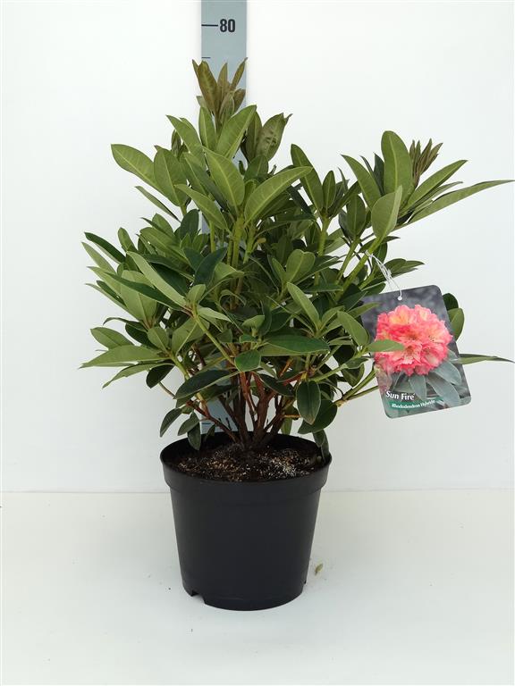 Rhododendron &