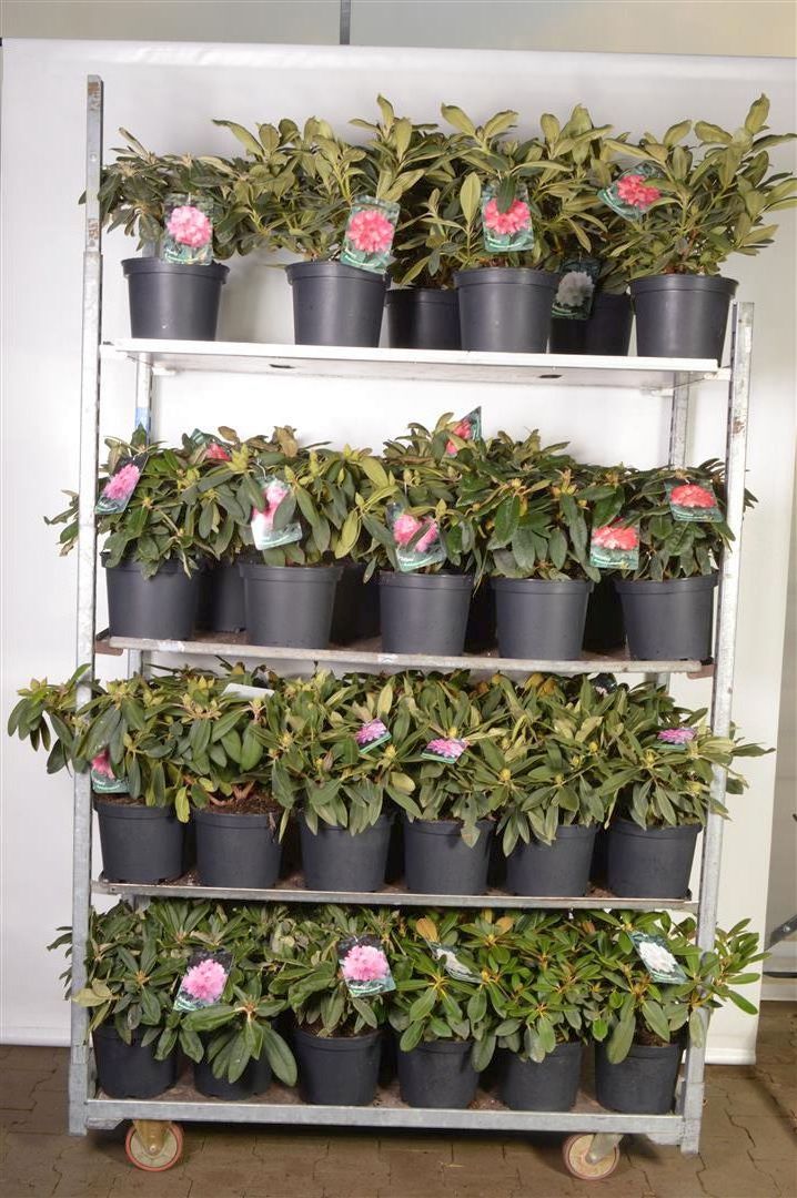 Rhododendron Yakushimanum mix C5 (5 liters kruka) 30-40 cm