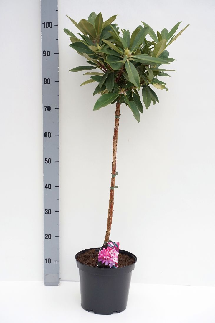 Rhododendron Yakushimanum mix 60 cm stam C5 (5 liters kruka) / 23 cm kruka