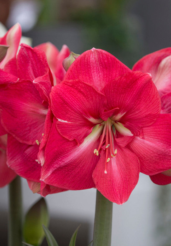 Amaryllis &