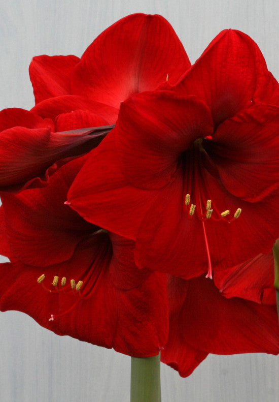 Hippeastrum &