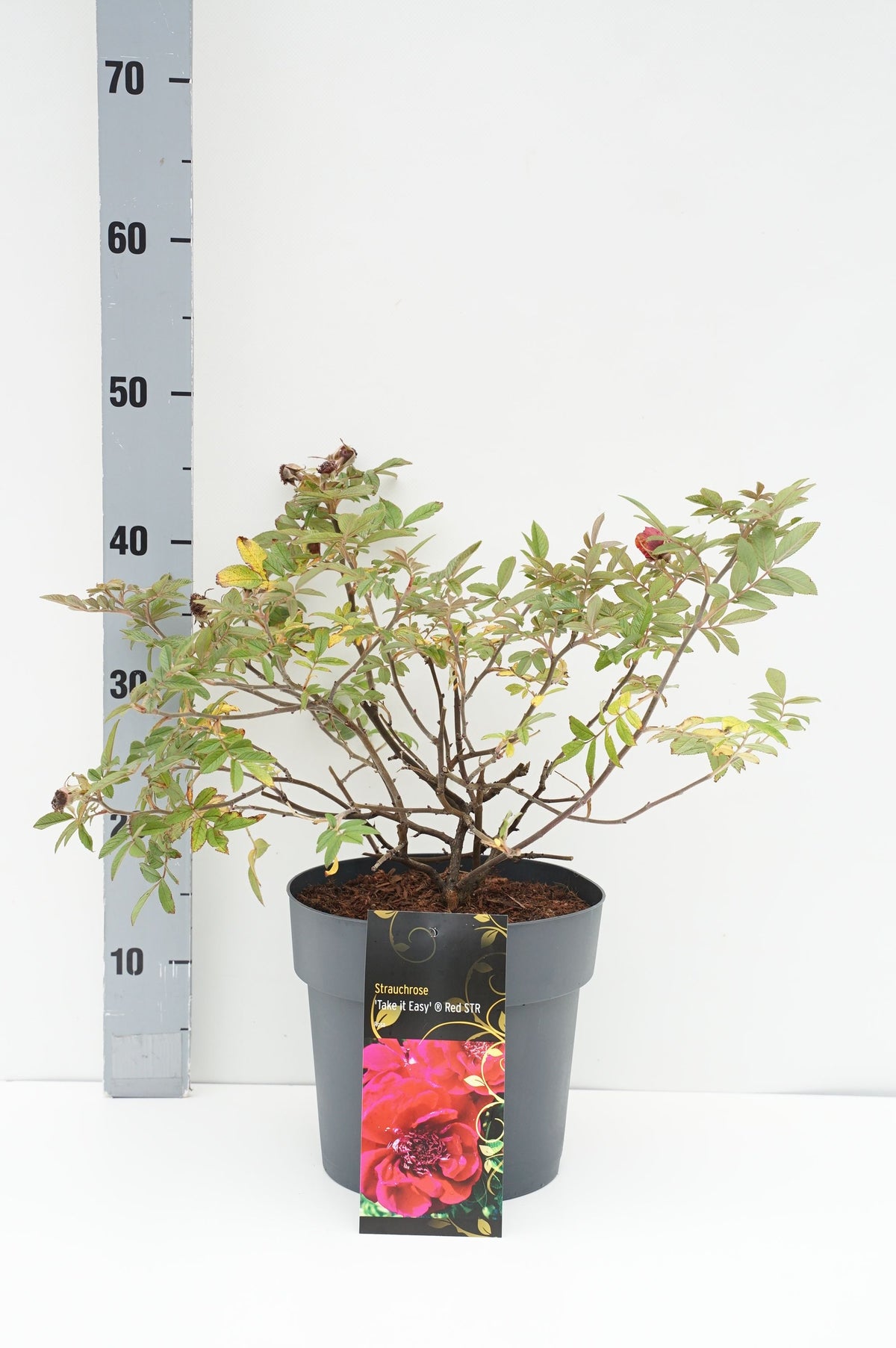 Rosa rugosa &