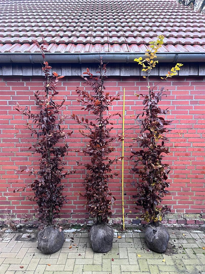 Carpinus betulus (Avenbok) 175-200 cm rotklump
