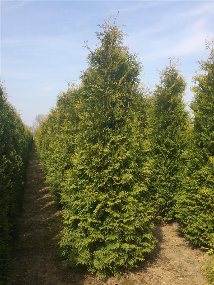 Thuja occidentalis &
